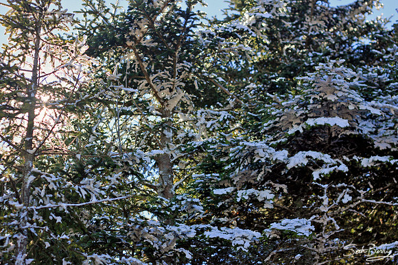 A Dusting on the Trees