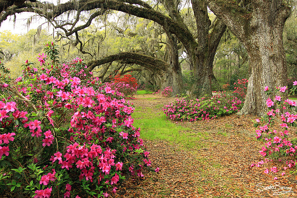 Magnolia Gardens