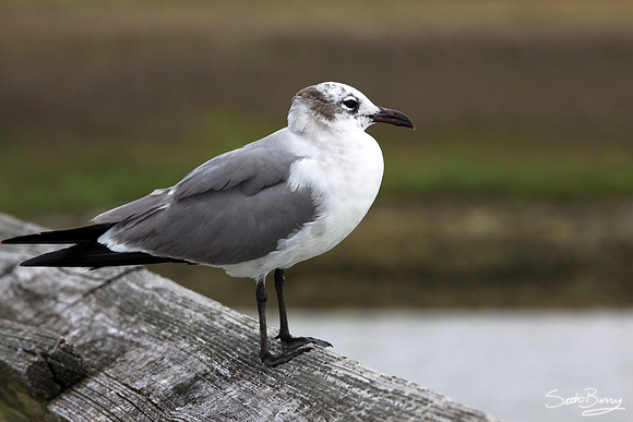 Hunting Island State Park