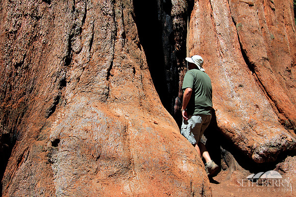 Sequoia National Park