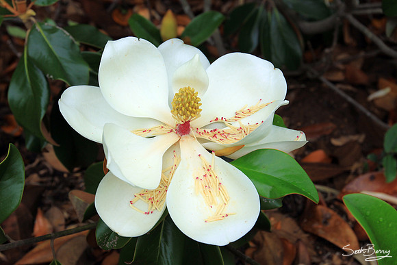 Redcliffe Plantation Magnolias