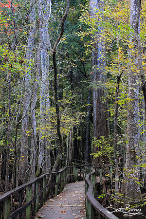 Francis Beilder Forest Boardwalk
