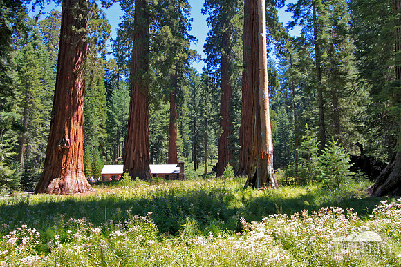 Mariposa Grove
