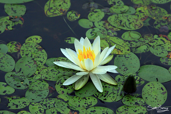 Aiken State Park Lily Pad