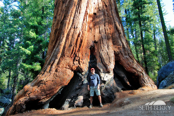 Grant Grove, Kings Canyon National Park