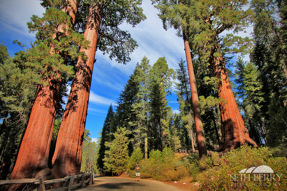 Grant Grove, Kings Canyon National Park