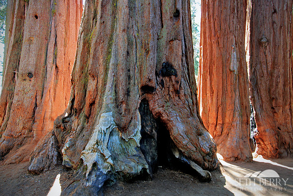 Sequoia National Park