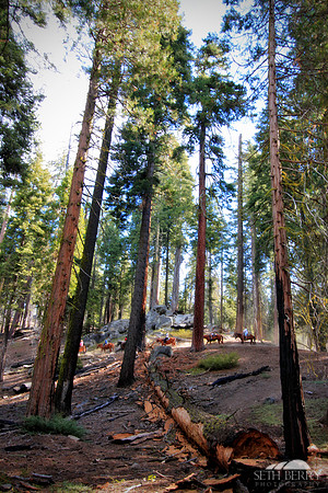 Grant Grove, Kings Canyon National Park