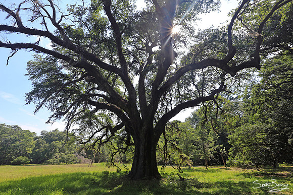 Hampton Plantation State Historic Site