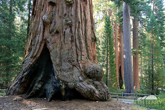 Grant Grove, Kings Canyon National Park