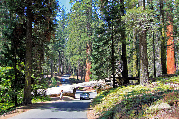 Tunnel Log, Sequoia National Park
