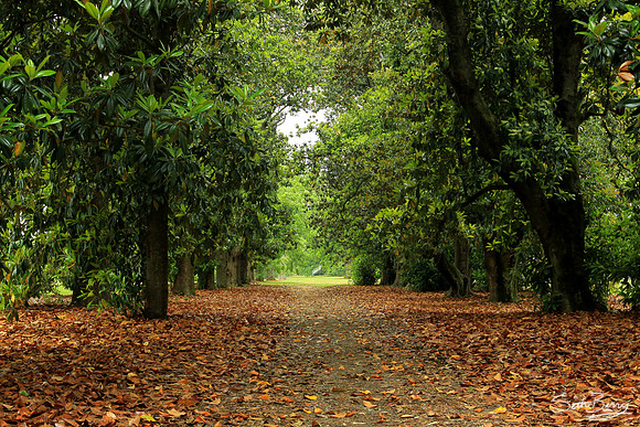 Magnolia Lane