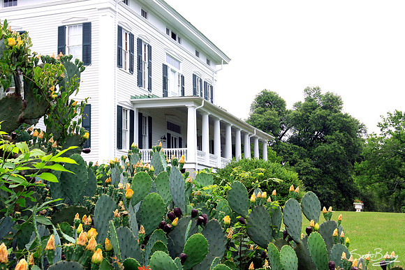 Redcliffe Plantation