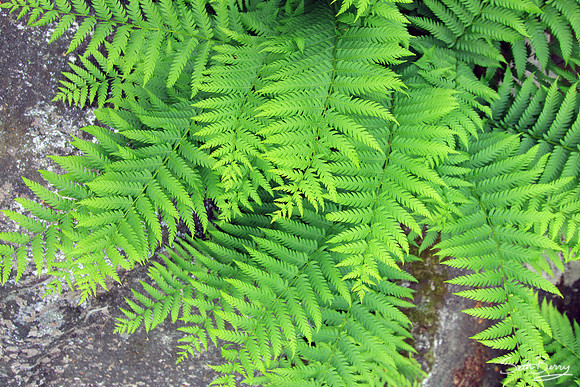 Bull Sluice Ferns