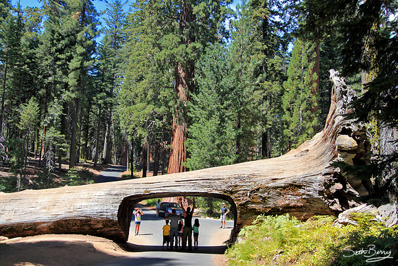 Tunnel Log, Sequoia National Park