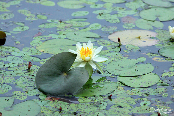 Aiken State Park Lily Pad