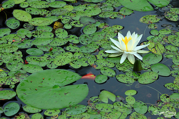 Aiken State Park Lily Pad