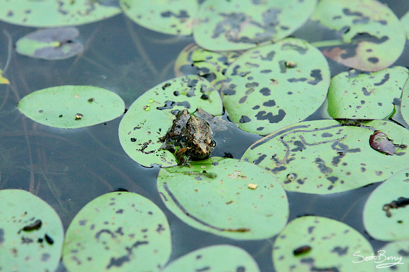 Aiken State Park Frog