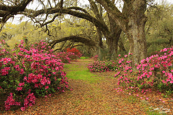 Magnolia Gardens