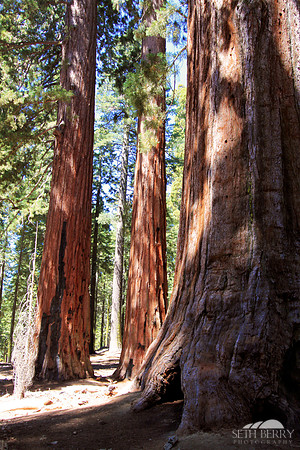 Mariposa Grove