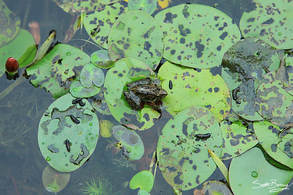 Aiken State Park Frog