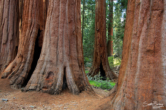 Kings of the Forest