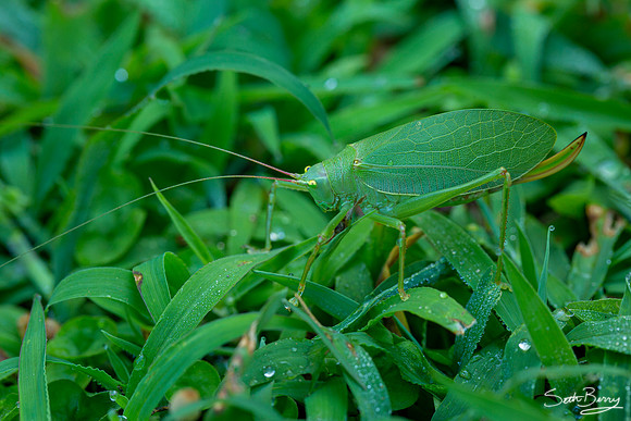 Camouflage Grasshopper