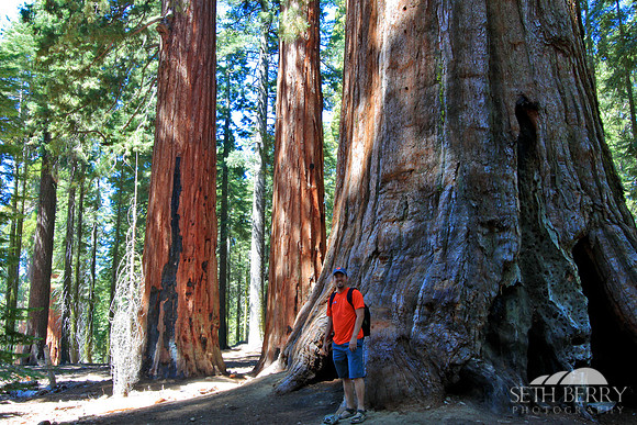Mariposa Grove