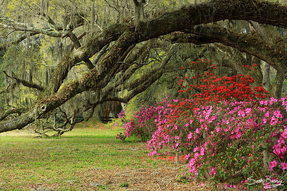 Magnolia Gardens