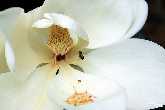 Redcliffe Plantation Magnolias