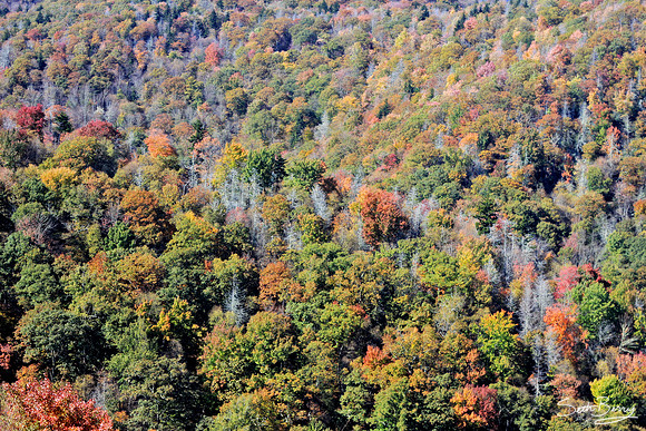Autumn Colors