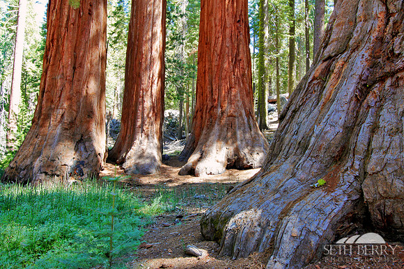 Mariposa Grove