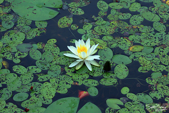 Aiken State Park Lily Pad
