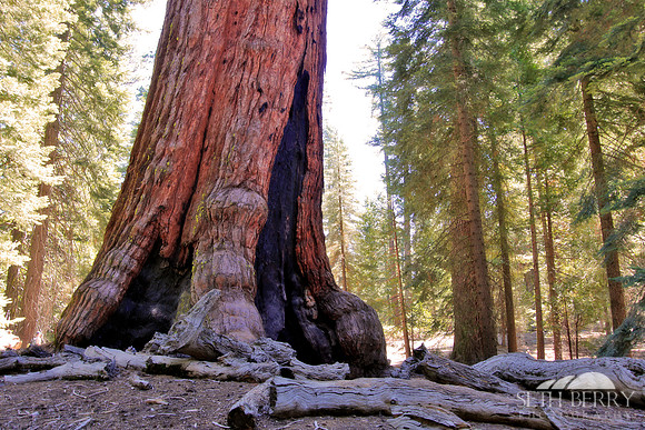 The Grizzly Giant
