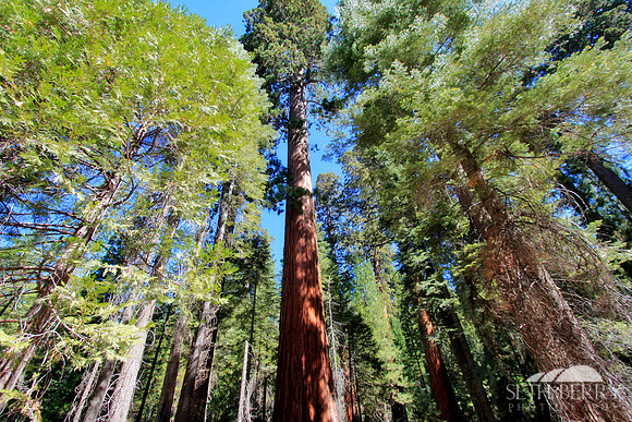 Mariposa Grove