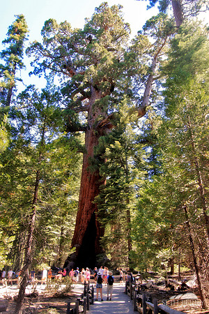 The Grizzly Giant