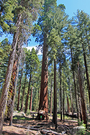 Sequoia National Park