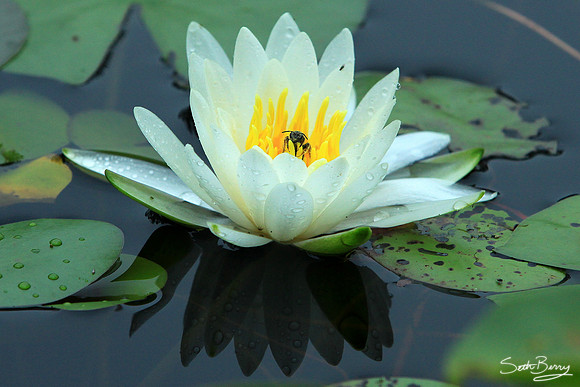 Aiken State Park Lily Pad