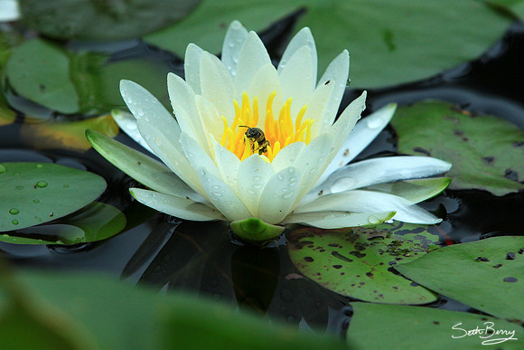 Aiken State Park Lily Pad