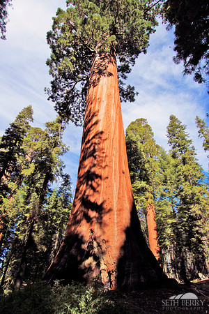 Grant Grove, Kings Canyon National Park