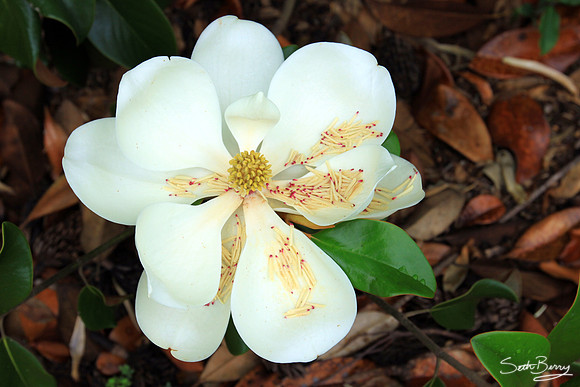 Redcliffe Plantation Magnolias