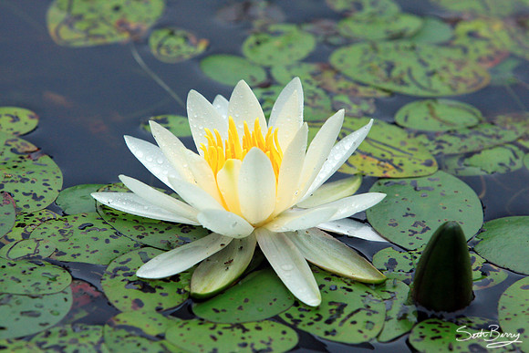Aiken State Park Lily Pad