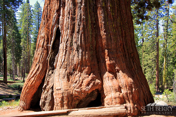 Mariposa Grove