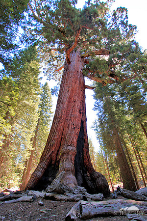 The Grizzly Giant
