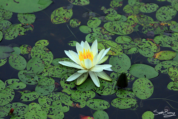 Aiken State Park Lily Pad