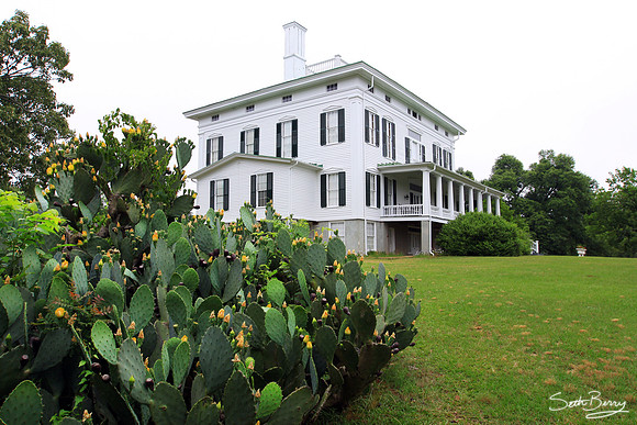 Redcliffe Plantation