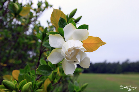 Redcliffe Plantation Magnolias