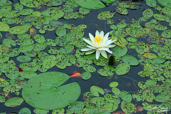 Aiken State Park Lily Pad