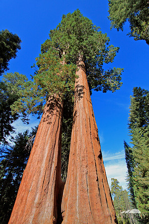 Grant Grove, Kings Canyon National Park