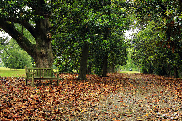 Magnolia Lane